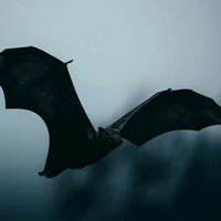 Legendary Vampir