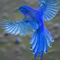Legendary Hybird