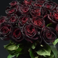 ~Rosa Nera~ (Author)