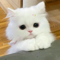 🐾 Lupita 🐾