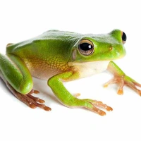 Hector Doyle (frog)