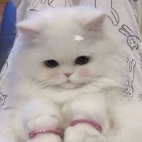ต้นสน/แมว