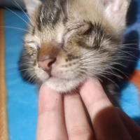 caty