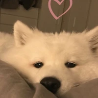 แอด