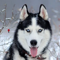 ฮัน-จุง(สุนัขรักษาความปลอดภัยซู-อา)