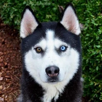 ฮัน-วอล(สุนัขรักษาความปลอดภัยซู-อา)