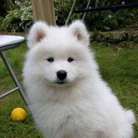 โฮ-ยอน(สุนัขตัวโปรดซู-อา)