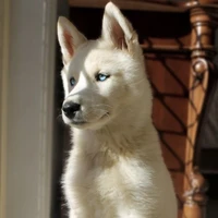 ฮัน-พุ(ลูกสุนัขตัวโปรดซู-อา)