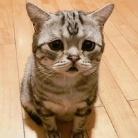 เเอดเอง