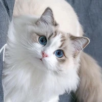 Kucing (Jaemin)