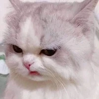แอดเองง