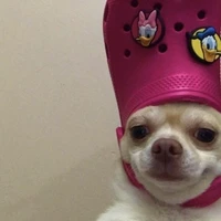 แอดคี้คาตุด