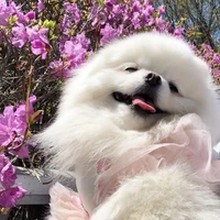 mimi