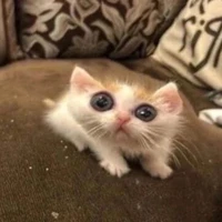 แอด