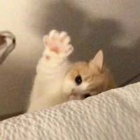 เเมว