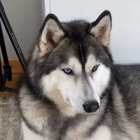 มัตสึโมโตะ-ร่างหมาป่า