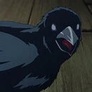 crow
