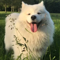 Samoyed ( Marsyel )