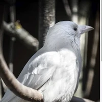 ชิโร่มิ(อีกาของมิยุกิ)