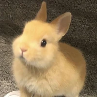 Bunny