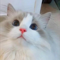 🐱วีเลีย[แมวของนางเอก]