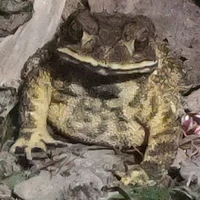 แอดคนสวยคนงาม😋🐸