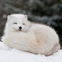 ยูกิมะ(ร่างจิ้งจอก)