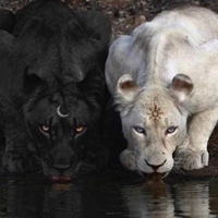 junior y Snow