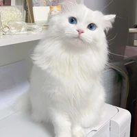 แอด