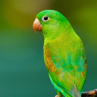 polly (Jungkook