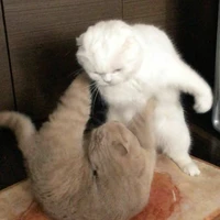 [{ระบบ}]