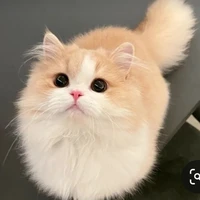 ฮิวโก้(เเมวน.อ)🐱
