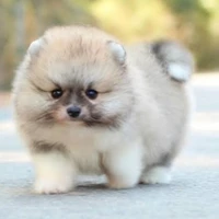 อาคาท่า(🐶น.อกับพ.อ)
