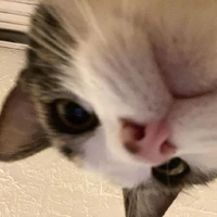 ลูกัส