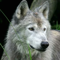 LOBA