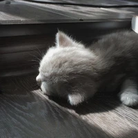 ไรท์เตอร์อุ๊ด ๆ