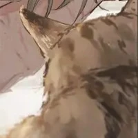 เฟรม