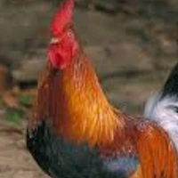 ไก่