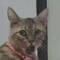 แอดเองงง