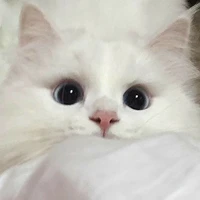 จอมซน
