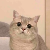 บาบาล่า🐱
