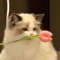 แอดเอง