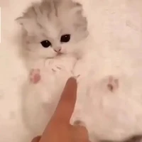 แอด