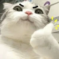 แมวบ้า🐱