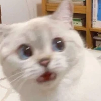 แอดเอง