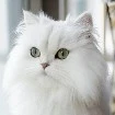 Gata de Bianca:Kat