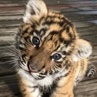 Little Tiger