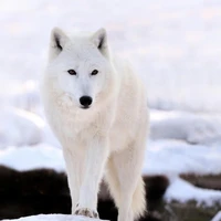 𝑳𝒖𝒄𝒚 ★𝓛𝓮𝓿𝓲