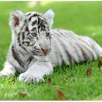 kitty