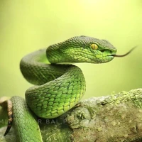 แก้วตา(ร่างงู)